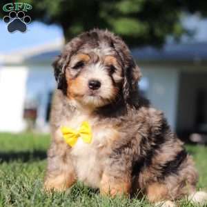 Finley, Mini Bernedoodle Puppy